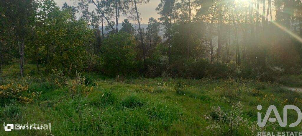 Terreno para construção em Santo isidoro e livração de 4200,00 m2 - Grande imagem: 4/30
