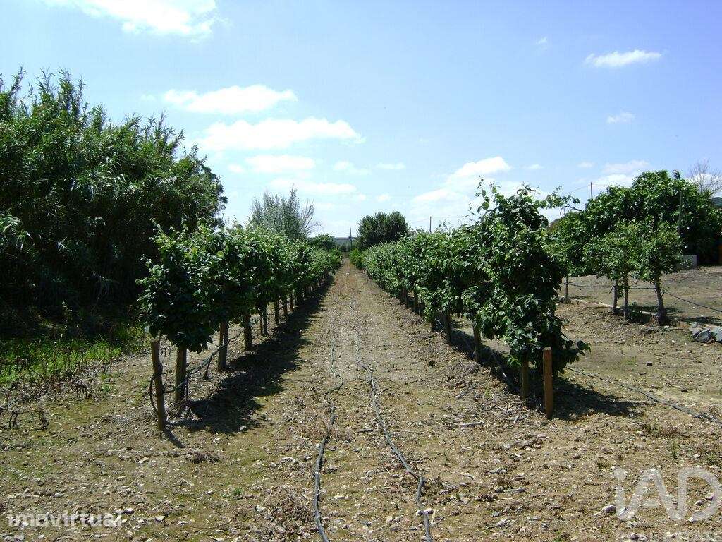 Terreno Agrícola em Cabeça Gorda de 41500,00 m2 - Grande imagem: 3/22