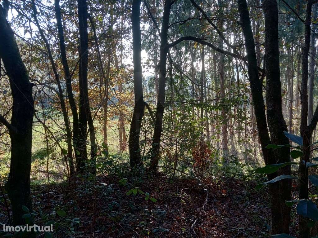 2 Terrenos (3.600 m2) em Anais. - Grande imagem: 4/5