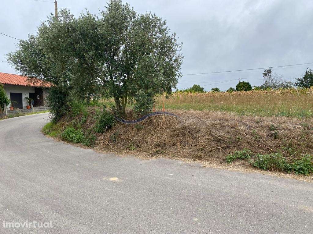 Terreno - Chã da Laranjeira, Souto da Carpalhosa - Grande imagem: 5/15