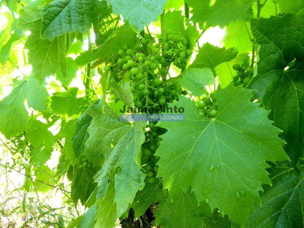 100 000m2 com Vinha e Olival, no Douro. Portugal, Sabrosa, Douro. - Grande imagem: 4/9