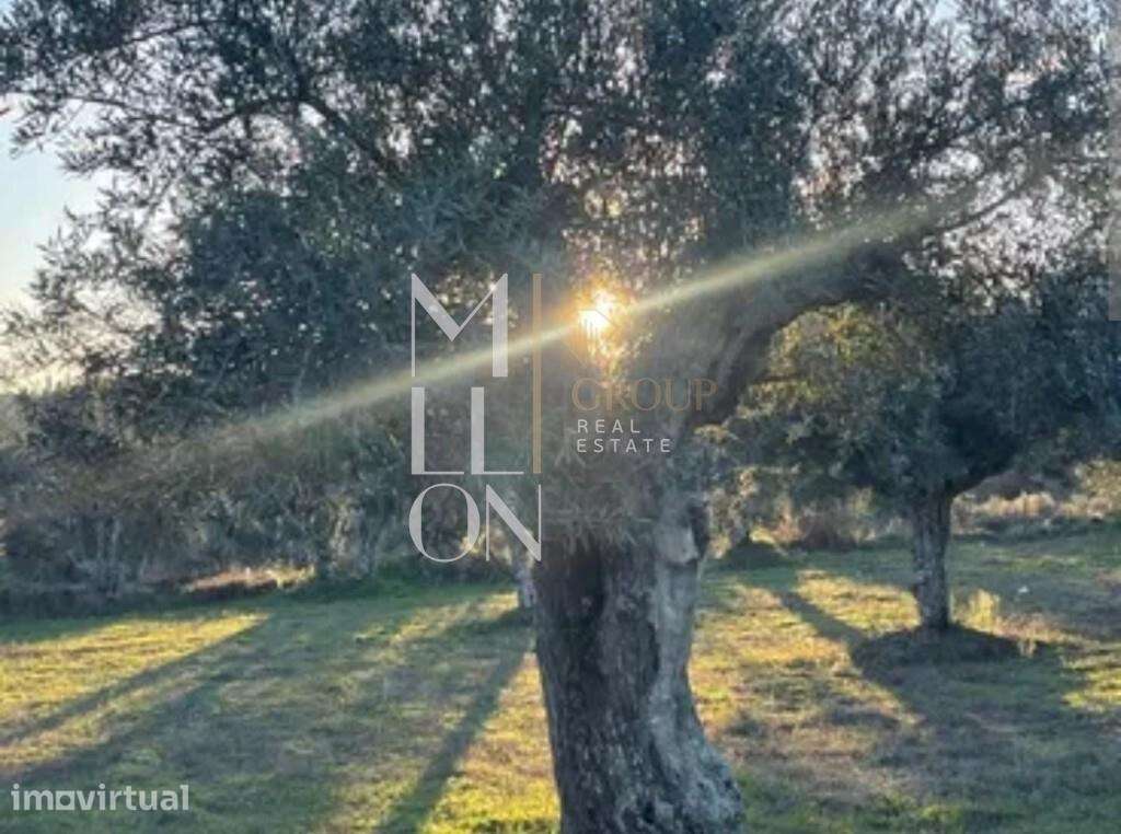 Olival Exclusivo na Velosa – Natureza, Privacidade e Potencial Único - Grande imagem: 3/11