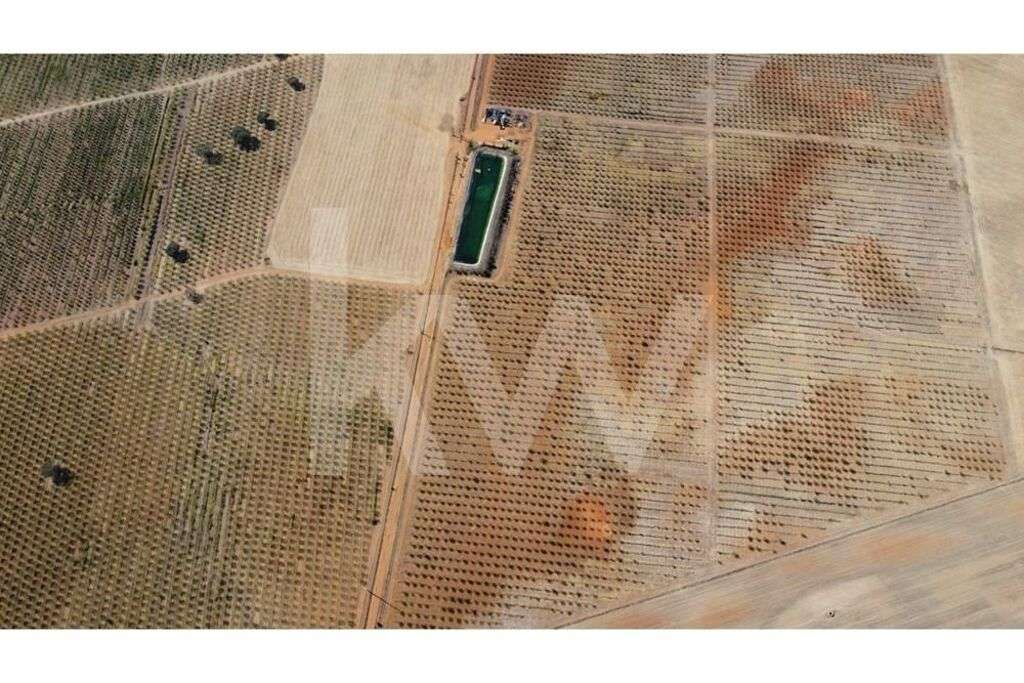 Herdade de amendoal em Beja com 79 ha - Grande imagem: 4/17