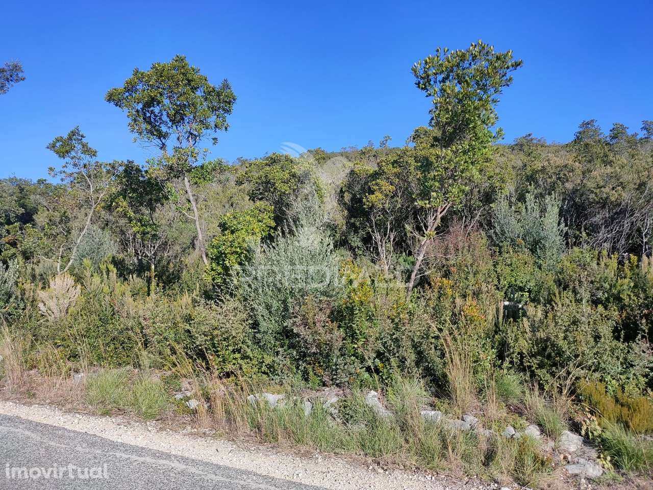 Terreno Rústico - Alcanena - Grande imagem: 2/14