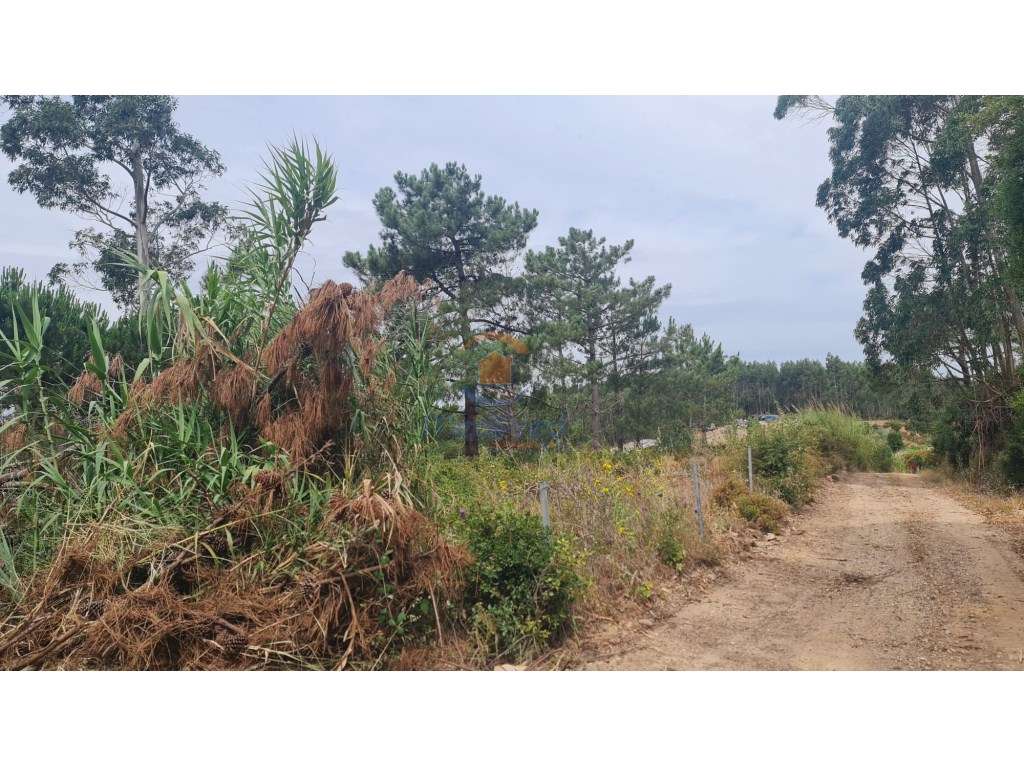 Quintinha 1 hectare | Maxial, Torres Vedras - Grande imagem: 4/4