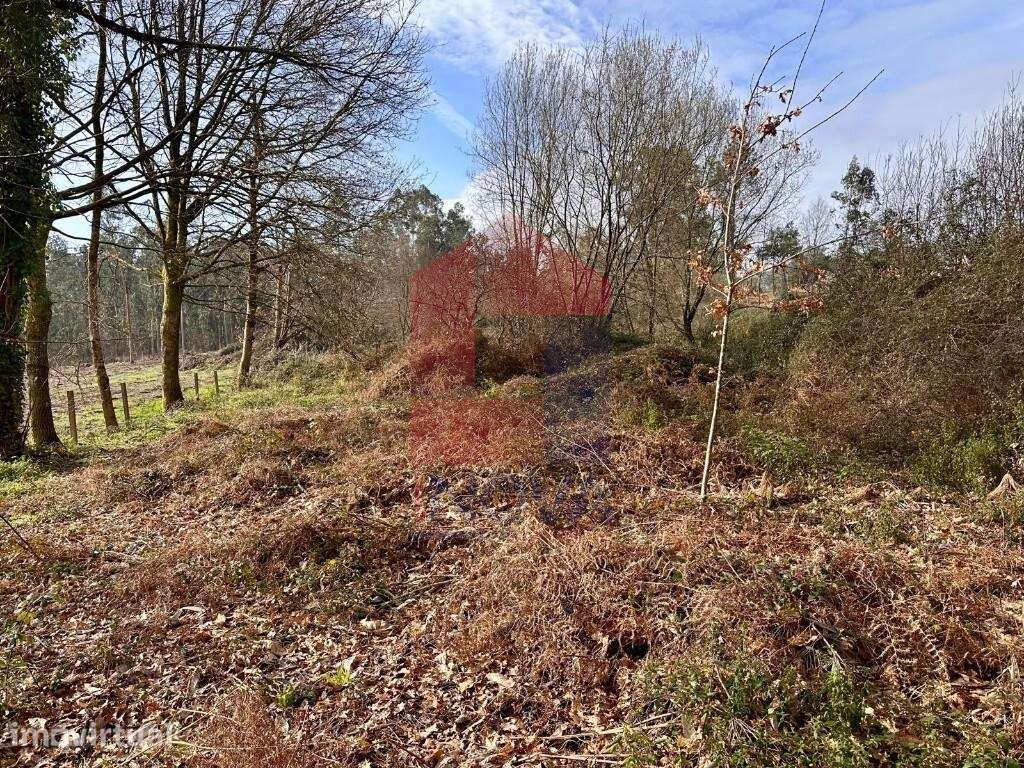 Terreno Agrícola, Freiriz - Grande imagem: 4/13