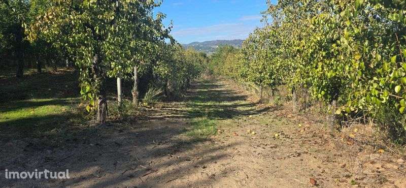 Vende-se Quinta de Santo Antonio - Grande imagem: 3/12