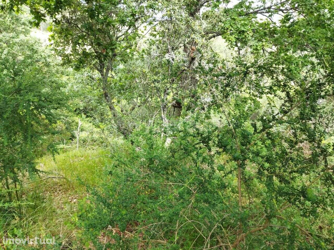 Terreno / Baião, Campelo e Ovil - Grande imagem: 4/7