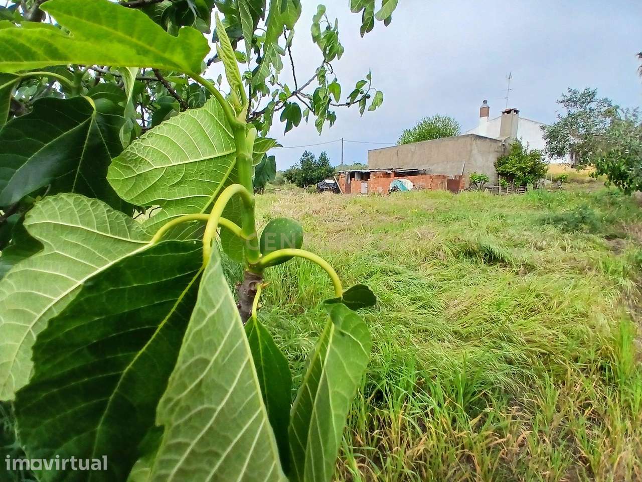 Terreno Rustico 11 500m2 com poço e bomba para regadio Reguengos de Mo - Grande imagem: 3/9