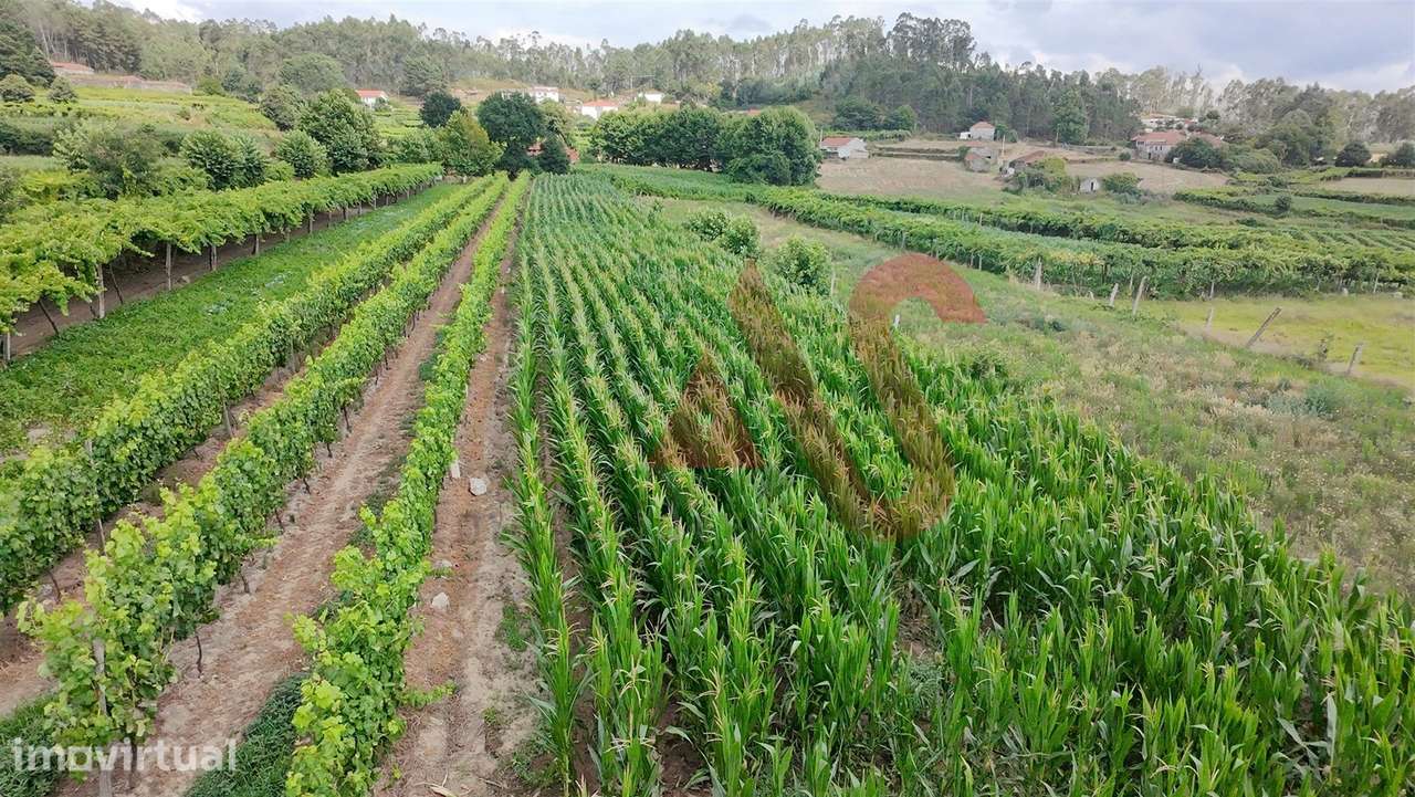 Terreno Agrícola com 2230m2 em Silvares, Lousada - Grande imagem: 3/4