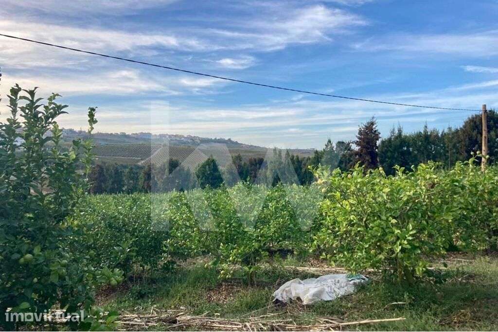 Terreno c/ 11.750 m2 de Pomar de Limões na Encarnação - Grande imagem: 5/15