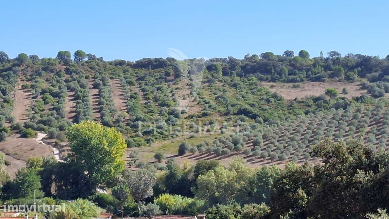 Terrenos Rústicos com Olival e terreno de semeadura, Chã - Grande imagem: 2/9