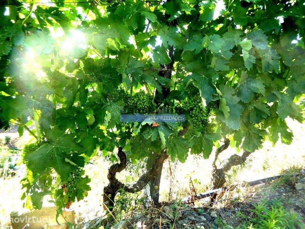 Quinta 10ha de Vinho do Porto e DOC, Pinhão. Portugal, Douro. - Grande imagem: 5/9