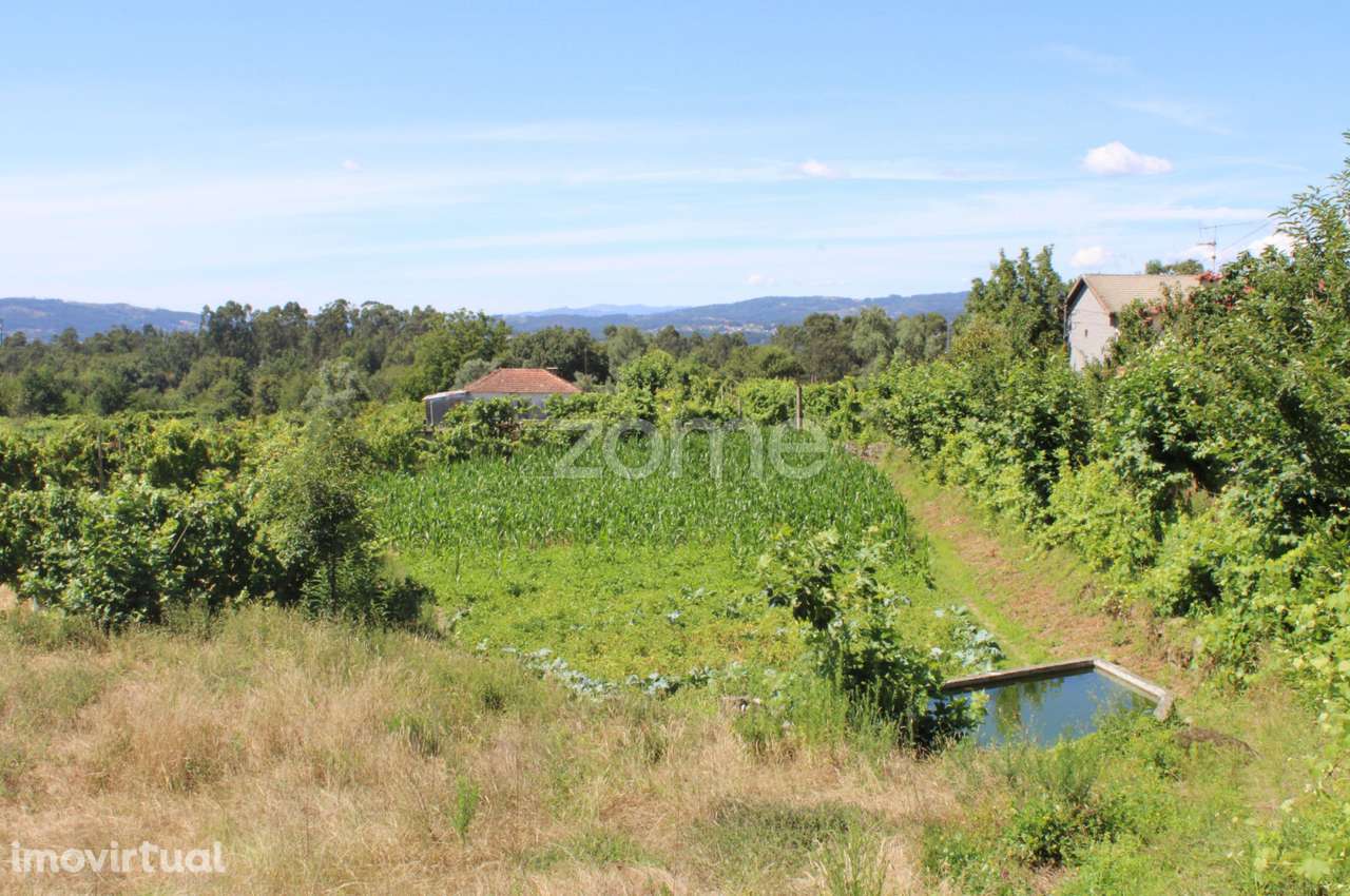 Terreno de Quinchães - Grande imagem: 3/15
