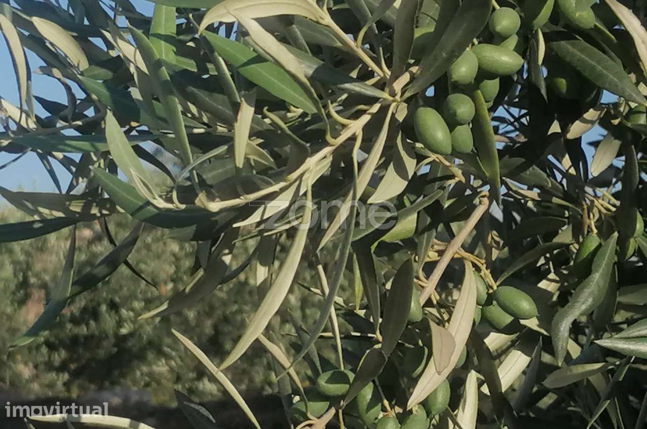 Terreno Agrícola com Rentabilidade (Olival, Amendoeiras) em Trevões - Grande imagem: 4/15