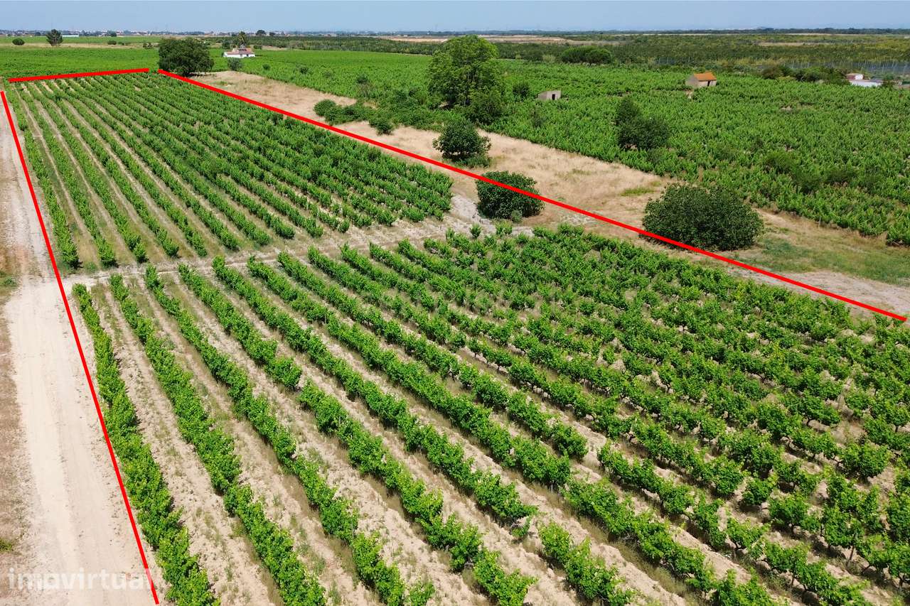 Terreno no Lau com vinhas certificadas - Grande imagem: 3/26