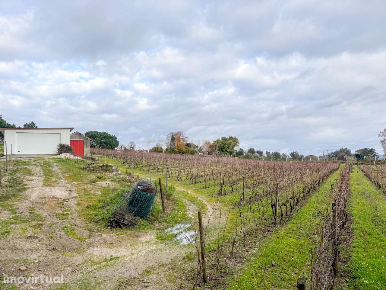Terreno agrícola em São João de Lourosa, Viseu - Grande imagem: 5/8