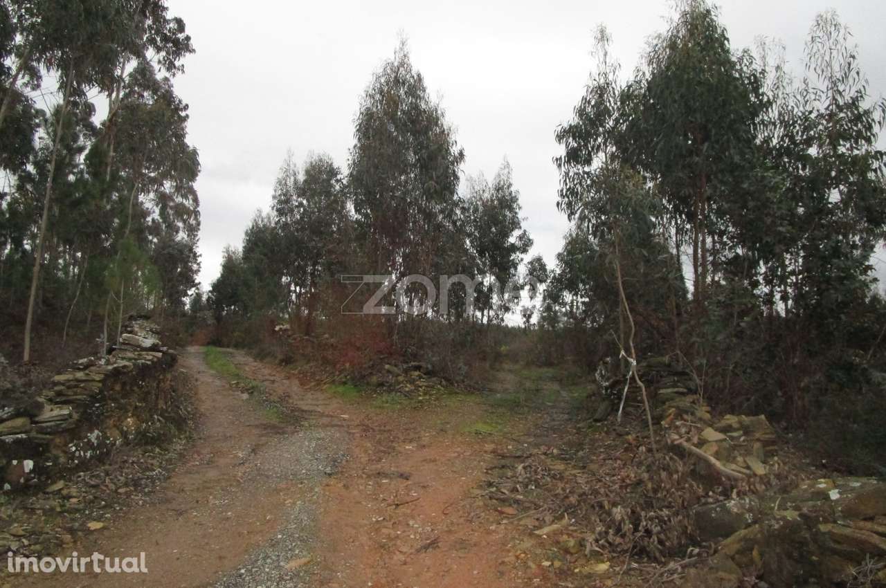 Terreno rústico com 15500 M2 em Famalicão - Grande imagem: 4/15