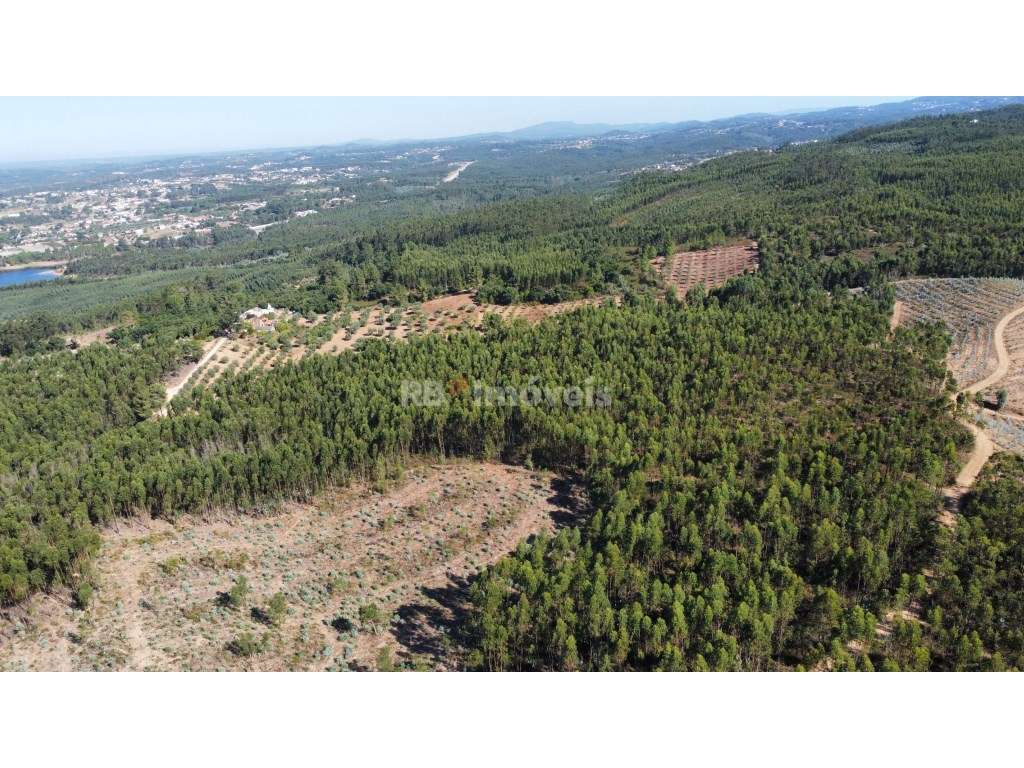 5 Terrenos de Eucaliptal - Carril, Tomar - Grande imagem: 5/8
