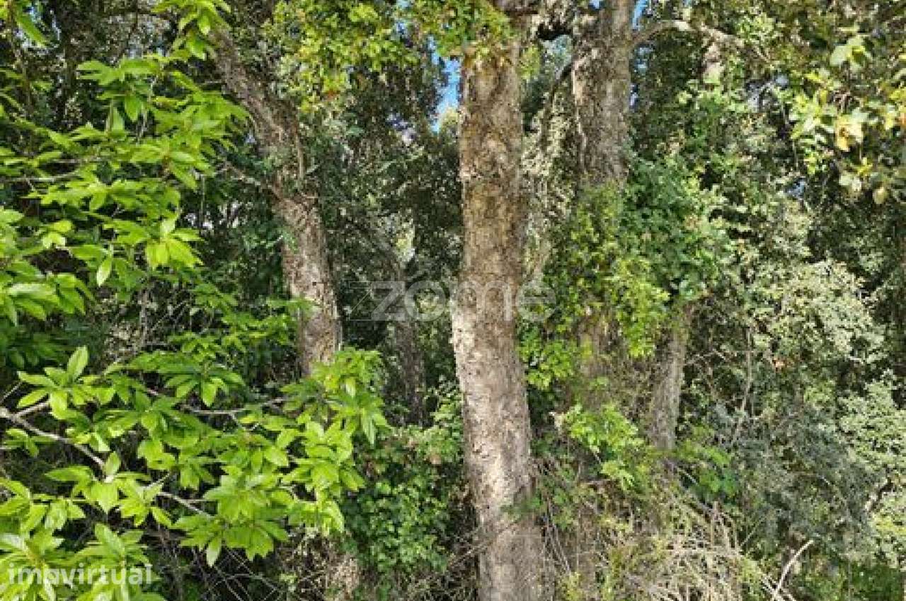 Terreno, 39 100 m², Favaios - Grande imagem: 5/24