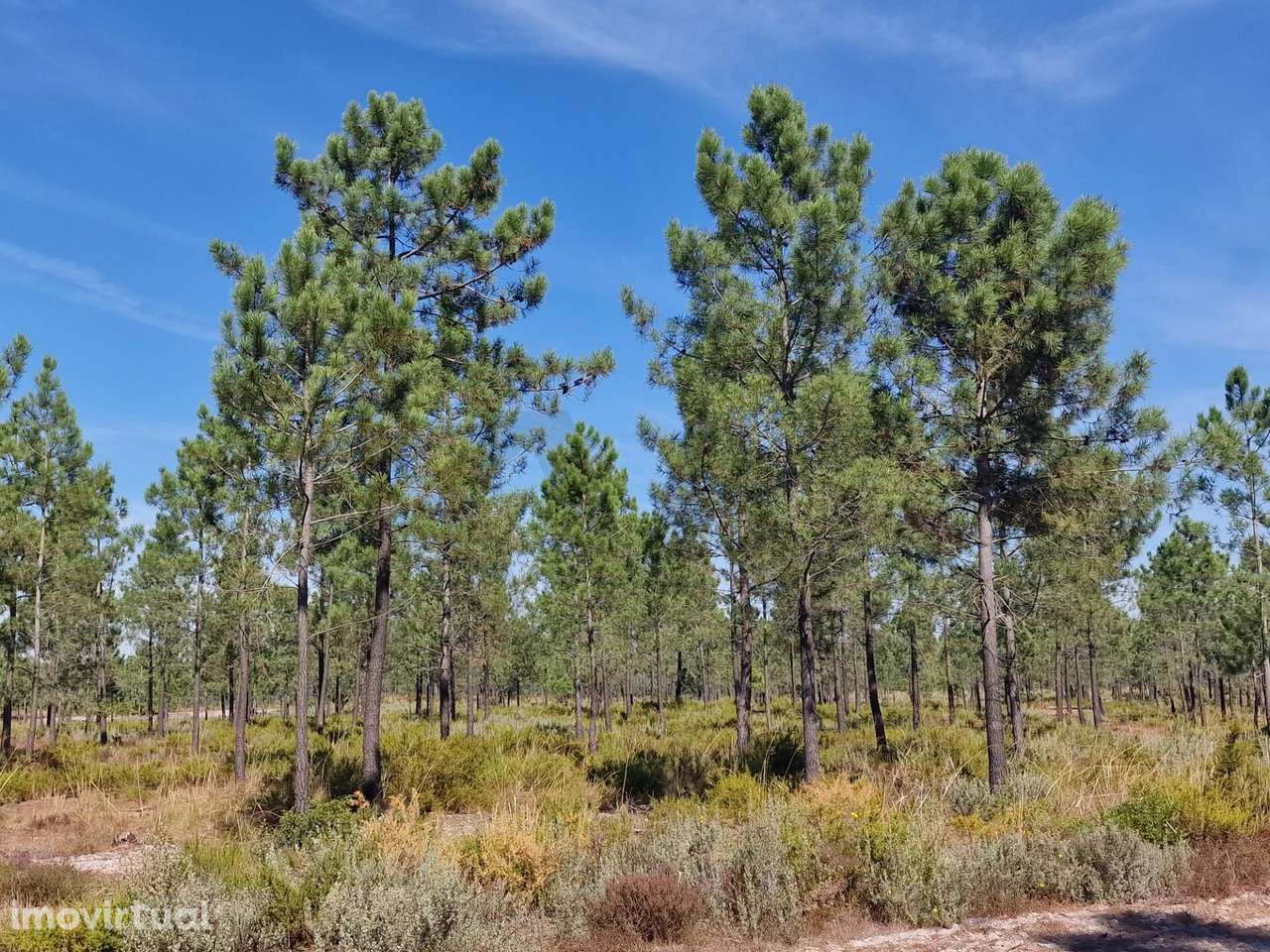 Terreno URBANO na Av. do Mar - Aroeira I Verdizela - Grande imagem: 3/7