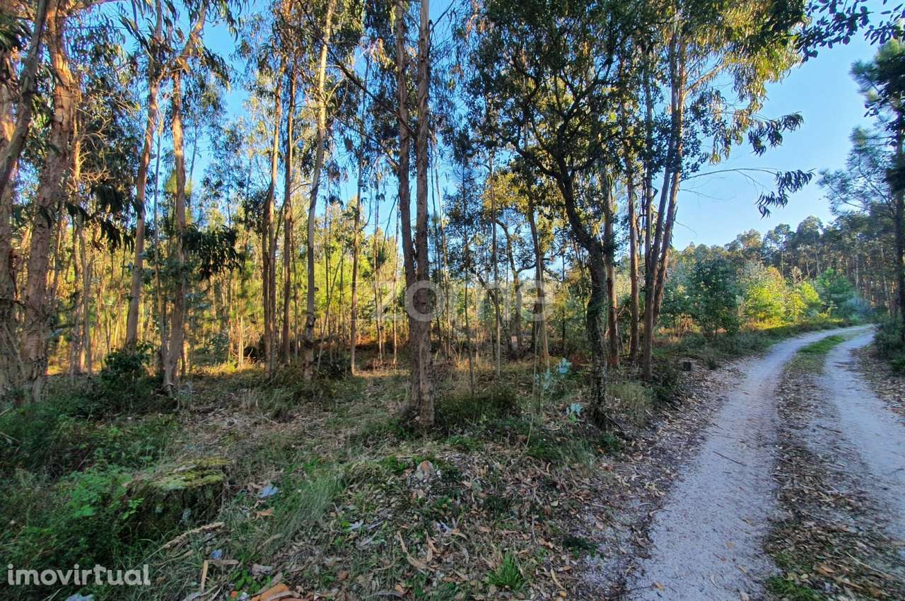 Terreno rústico - Grande imagem: 4/16