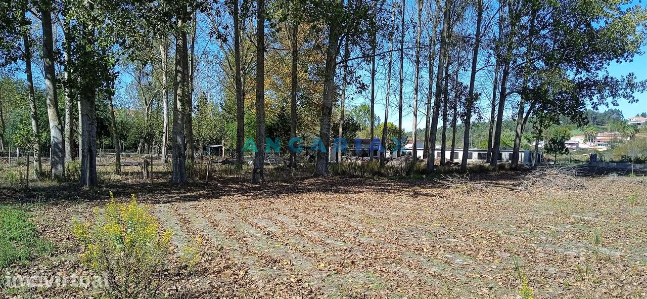 ANG1239 - Herdade para Venda em Vieira de Leiria - Grande imagem: 2/12