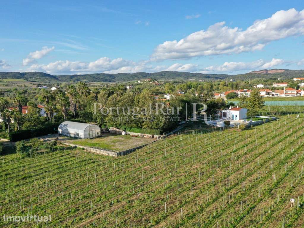 Quinta com 1,7 hectares na Vidigueira com produção agricola - Grande imagem: 5/37
