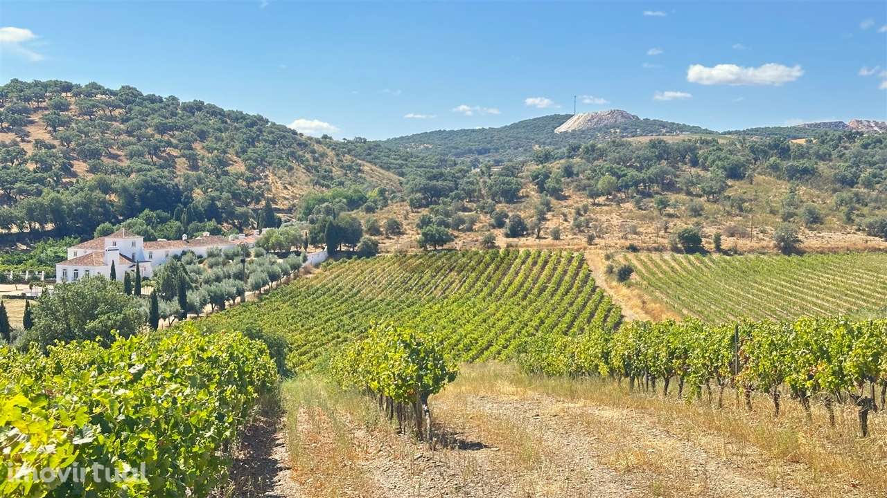 Vinha de Sequeiro Em Borba - Exclusividade no Coração do Alentejo - Grande imagem: 3/20