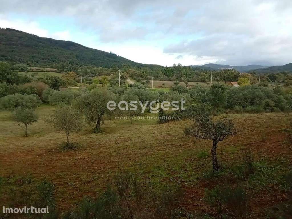 Terreno Rustico com cultura de oliveiras no Vale Senhora da Povoa - Grande imagem: 2/24