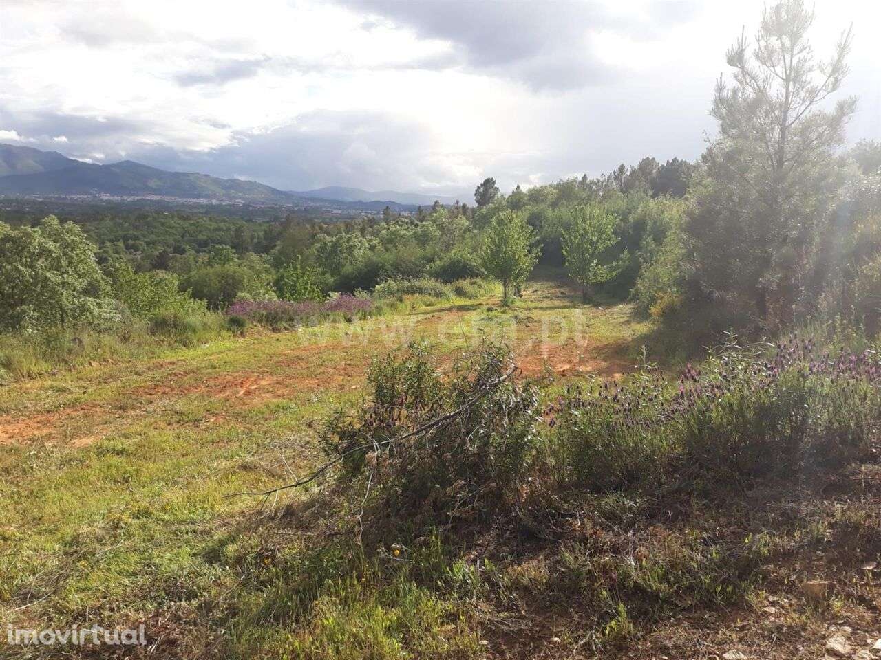 Quinta / Fundão, Pêro Viseu - Grande imagem: 5/10