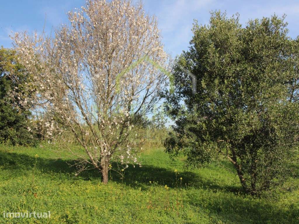 Serenidade Verde: Terreno com Vista Panorâmica em Mata Lobos, Faro - Grande imagem: 4/8
