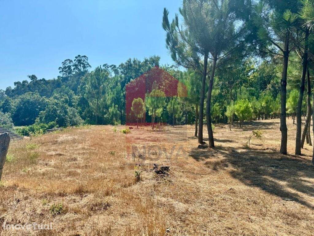 Terreno florestal, Nevogilde - Grande imagem: 5/30