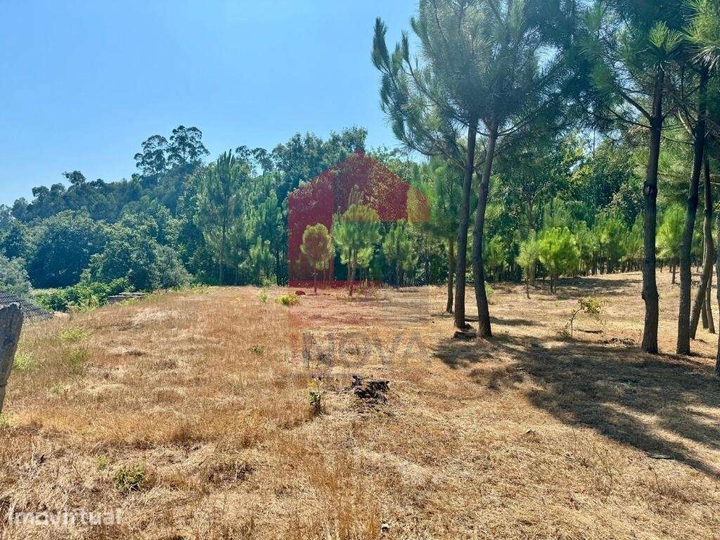 Terreno florestal, Nevogilde - Grande imagem: 5/30