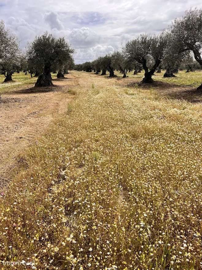 Terreno Agrícola 7.250 m² em Campo Maior - Grande imagem: 2/6