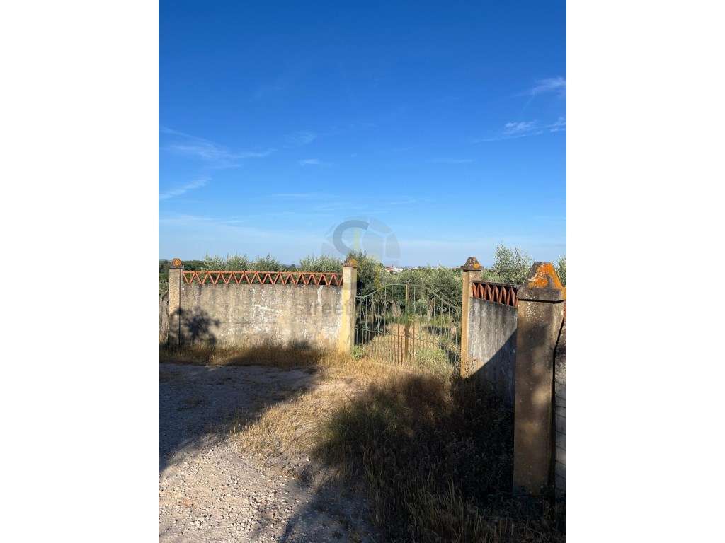 Olival 10.000 mt2 com 600 oliveiras - Grande imagem: 2/10