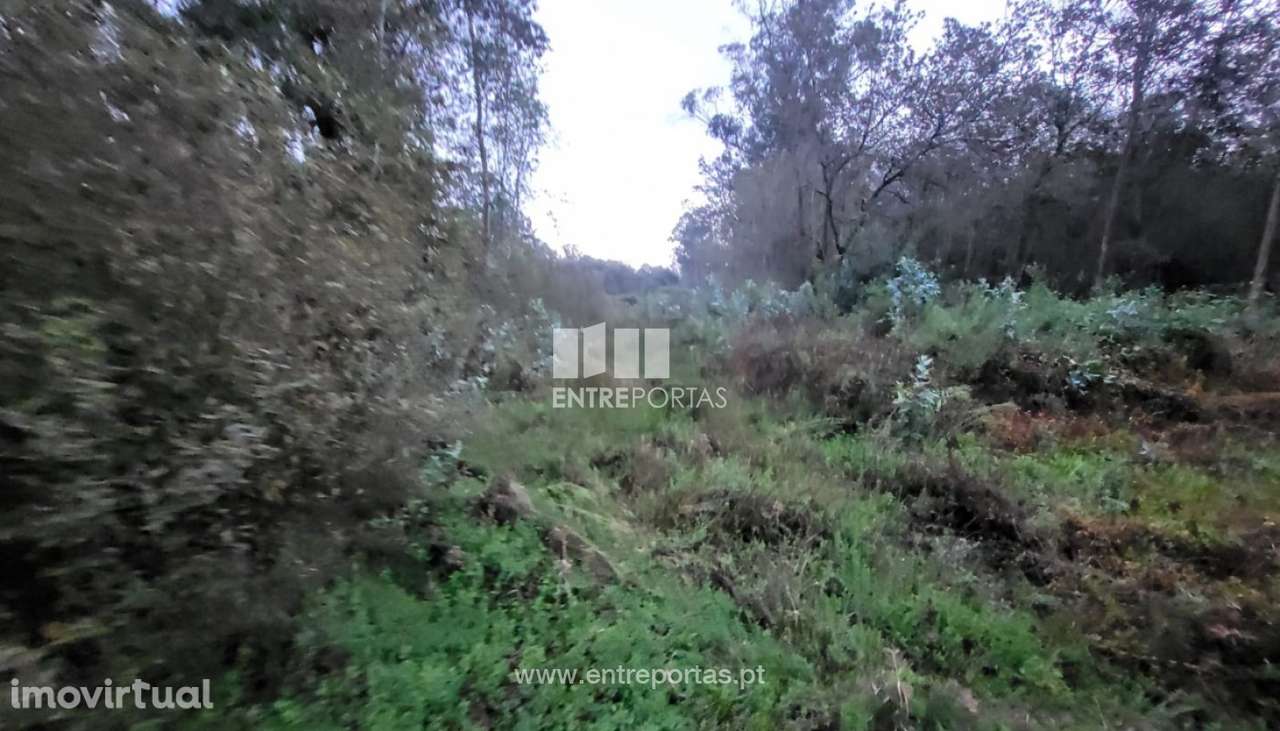 Venda de terreno florestal c/ 4590m², Vila Franca, Viana do Castelo - Grande imagem: 2/30
