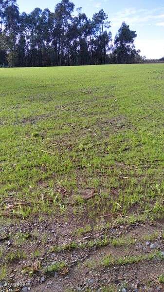 Terreno agrícola - Grande imagem: 2/7