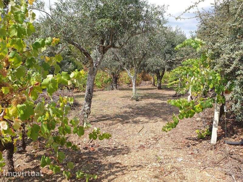 Lote de Terrenos Rústicos sitos em Oleiros - Grande imagem: 4/6