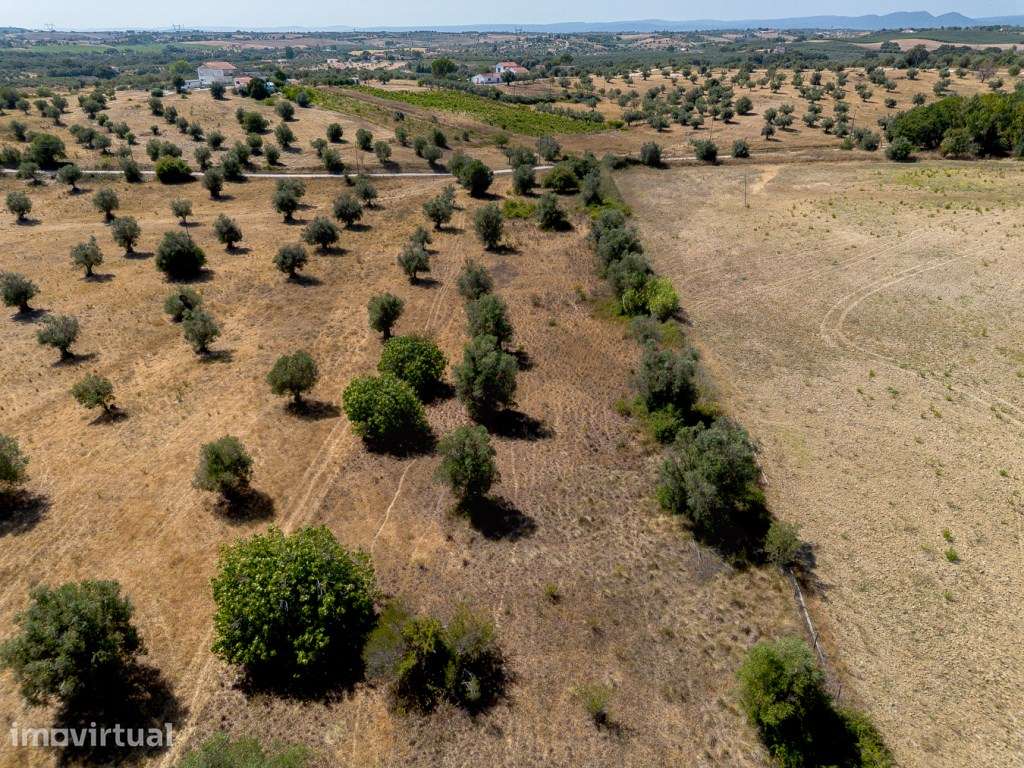Terreno - Casal bernardino ( terra fria ), Casével, Santarém - Grande imagem: 2/7