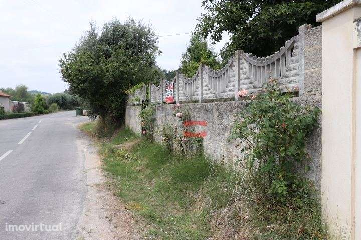 Terreno com oliveiras - Grande imagem: 5/12