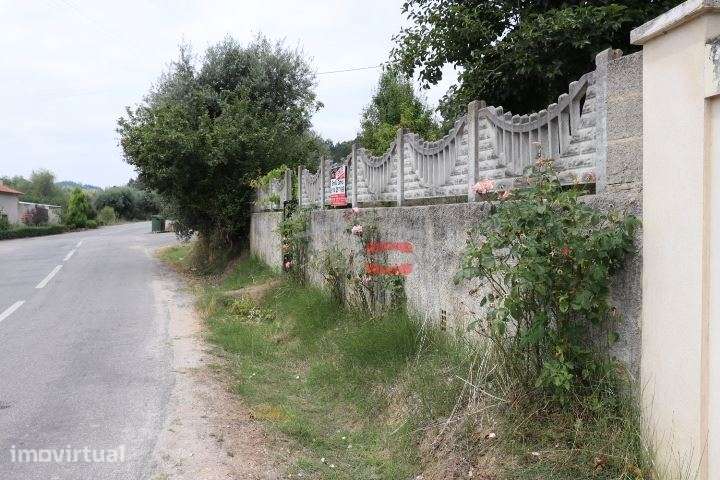 Terreno com oliveiras - Grande imagem: 5/12