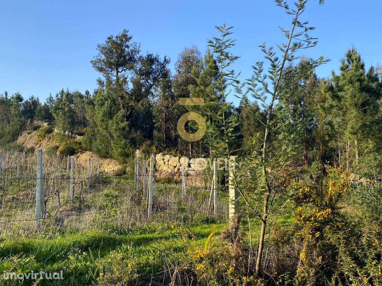 Terreno Rústico - Grande imagem: 5/8