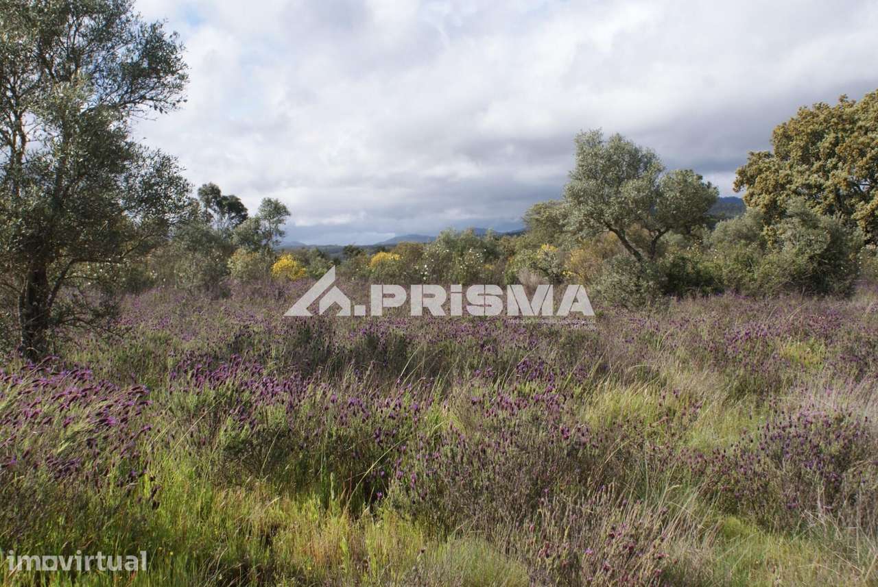 Execelente terreno para Venda em Monfortinho - Grande imagem: 4/23