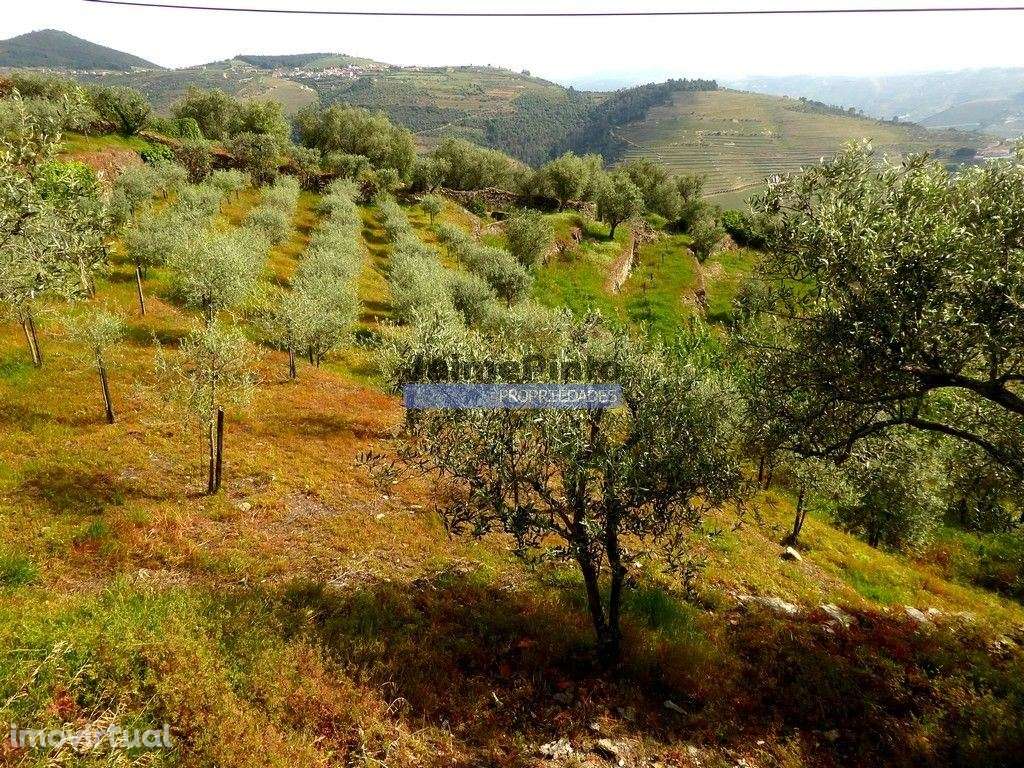 Ruína para restaurar em terreno de 3.500m2 com oliveiras. Portugal,... - Grande imagem: 5/9