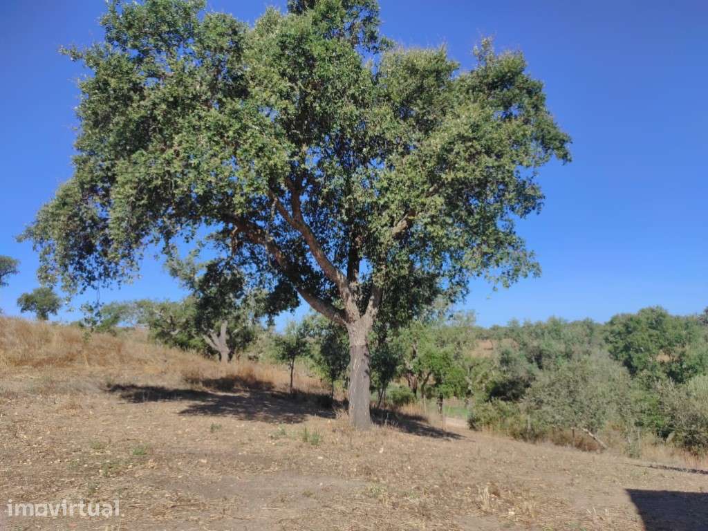 Refúgio Exclusivo em Grândola: Quinta com 35 Hectares e Potencial I... - Grande imagem: 4/15