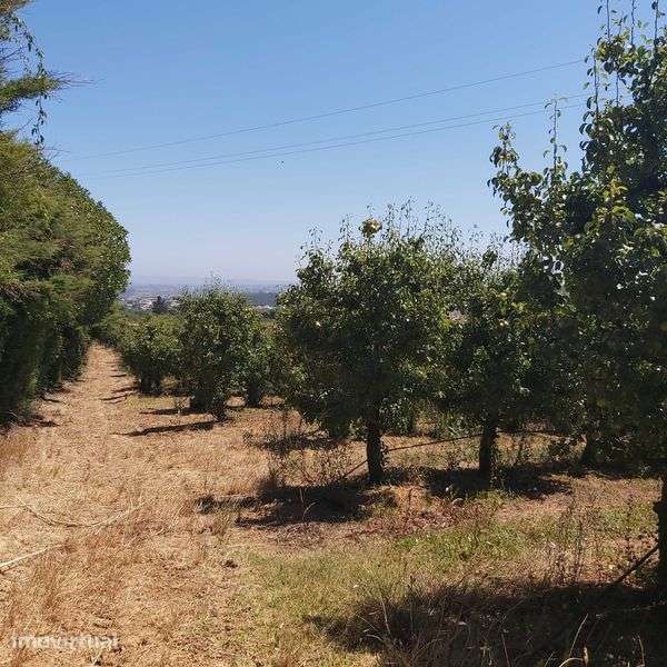 Arrenda-se pomar de Pera Rocha com 6 hectares - Grande imagem: 2/4