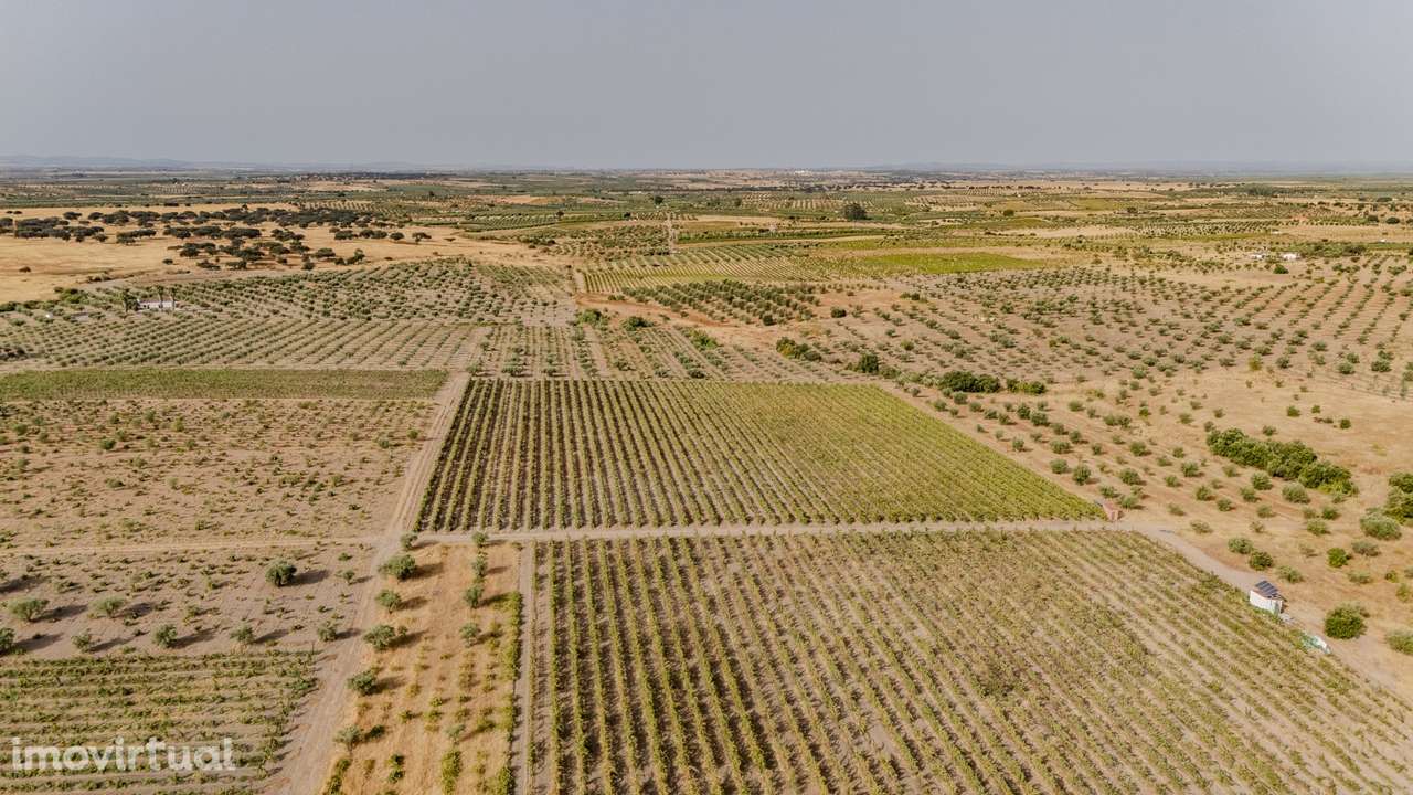 VINHA | PARA VENDA | ALENTEJO - Grande imagem: 2/25
