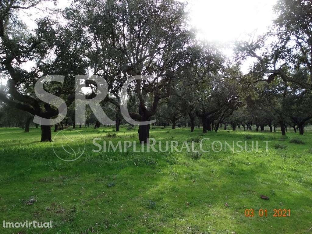 Herdade montado sobro 102 ha - Grande imagem: 2/2