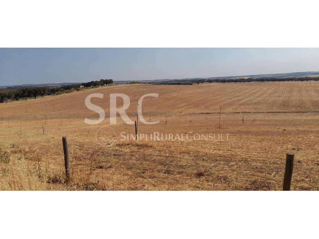 Herdade com 160 Hectares | Património Florestal e Potencial Cinegét...